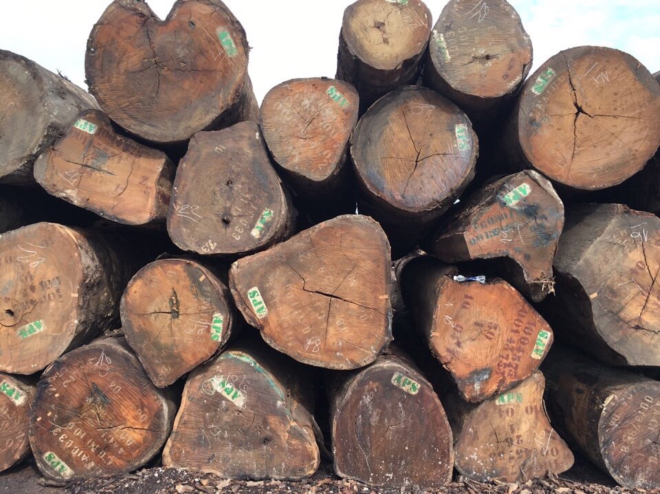 Hình ảnh gỗ lim Nam Phi với thân gỗ lớn (nguồn internet)