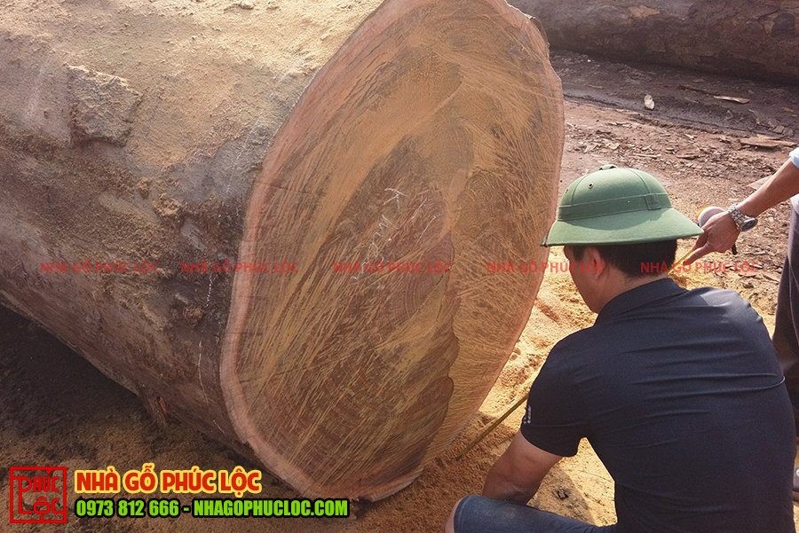 Cây gỗ gõ đỏ Nam Phi 