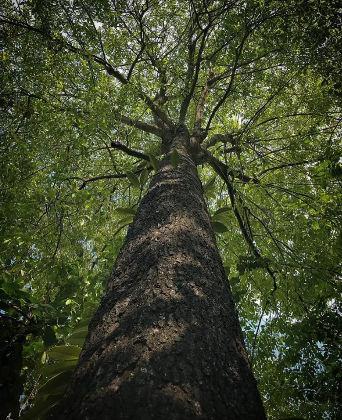 Hình ảnh cây gỗ lim Nam Phi to và thẳng (nguồn internet)